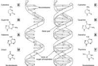 biology coloring page