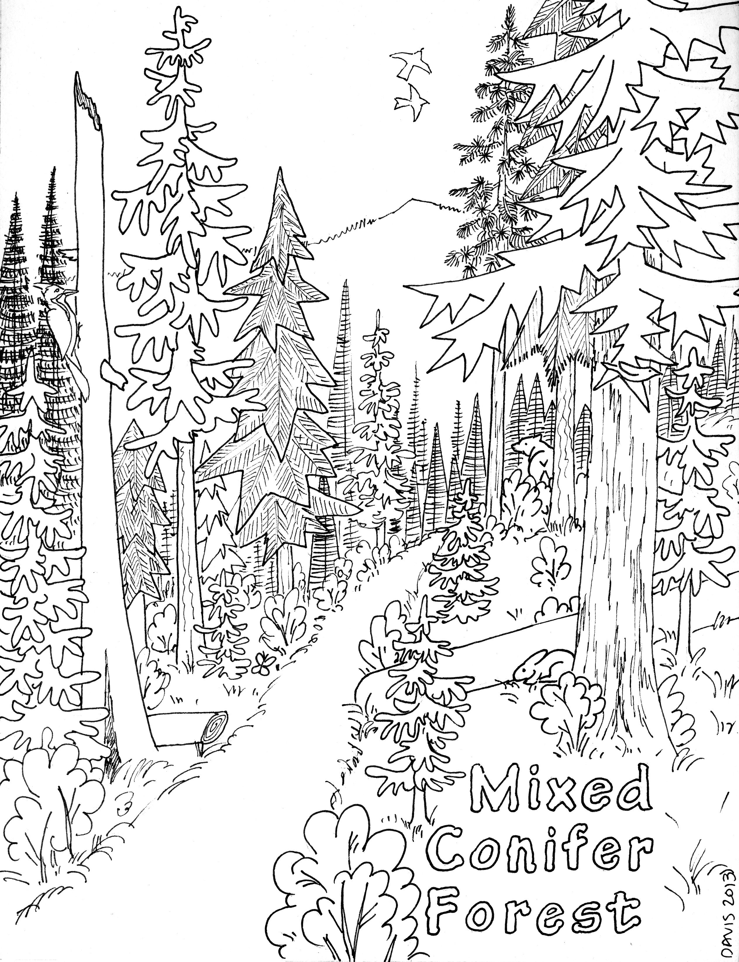 Into the Woods Coloring Pages Download | Forest coloring pages, Tree