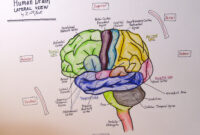 brain coloring page with labels