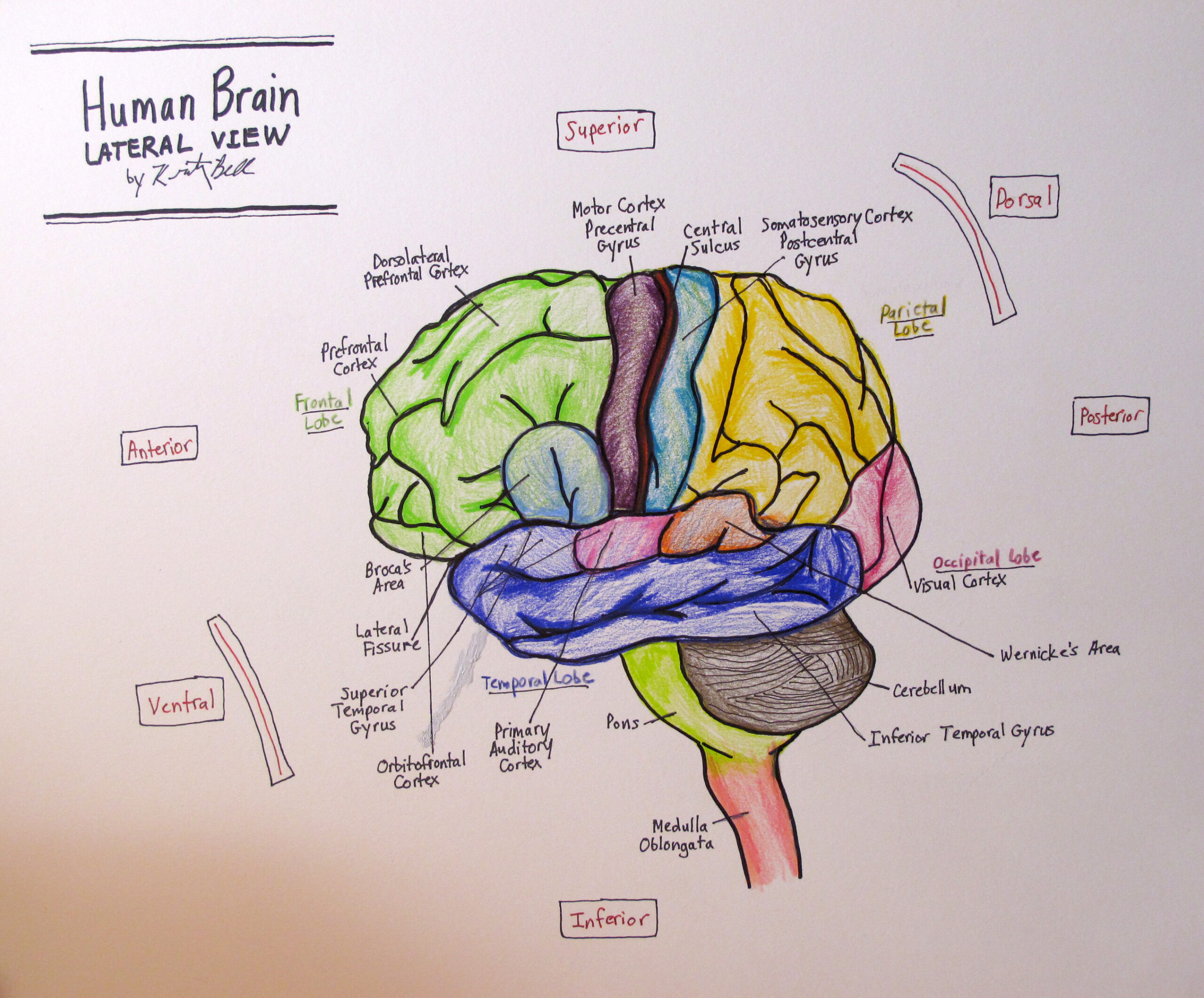 brain coloring page with labels