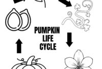 life cycle of a pumpkin coloring page