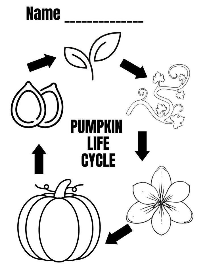 FREE - Pumpkin Life Cycle Diagram Coloring Sheet | Pumpkin life cycle