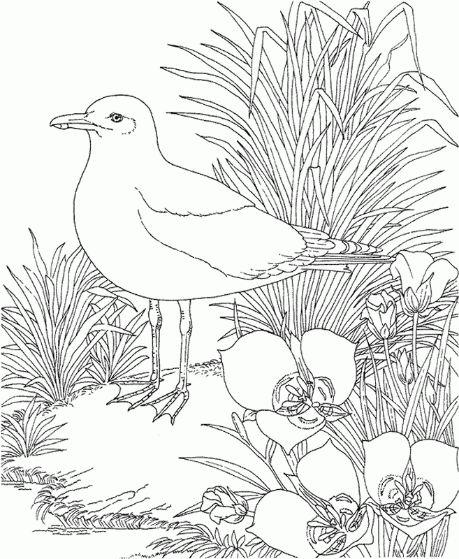 baltimore orioles coloring pages