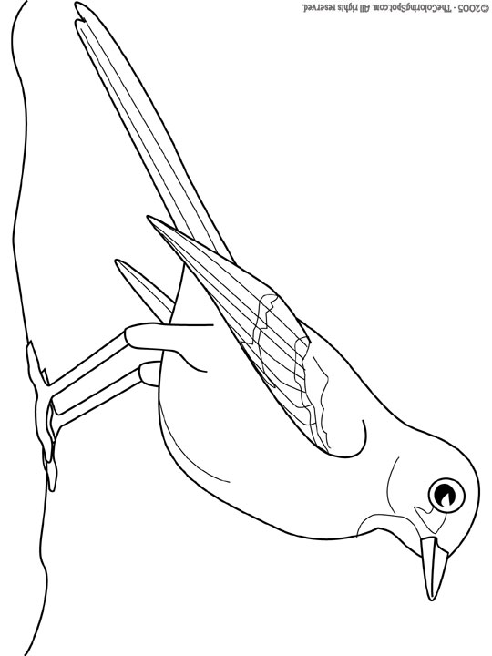 mockingbird coloring page