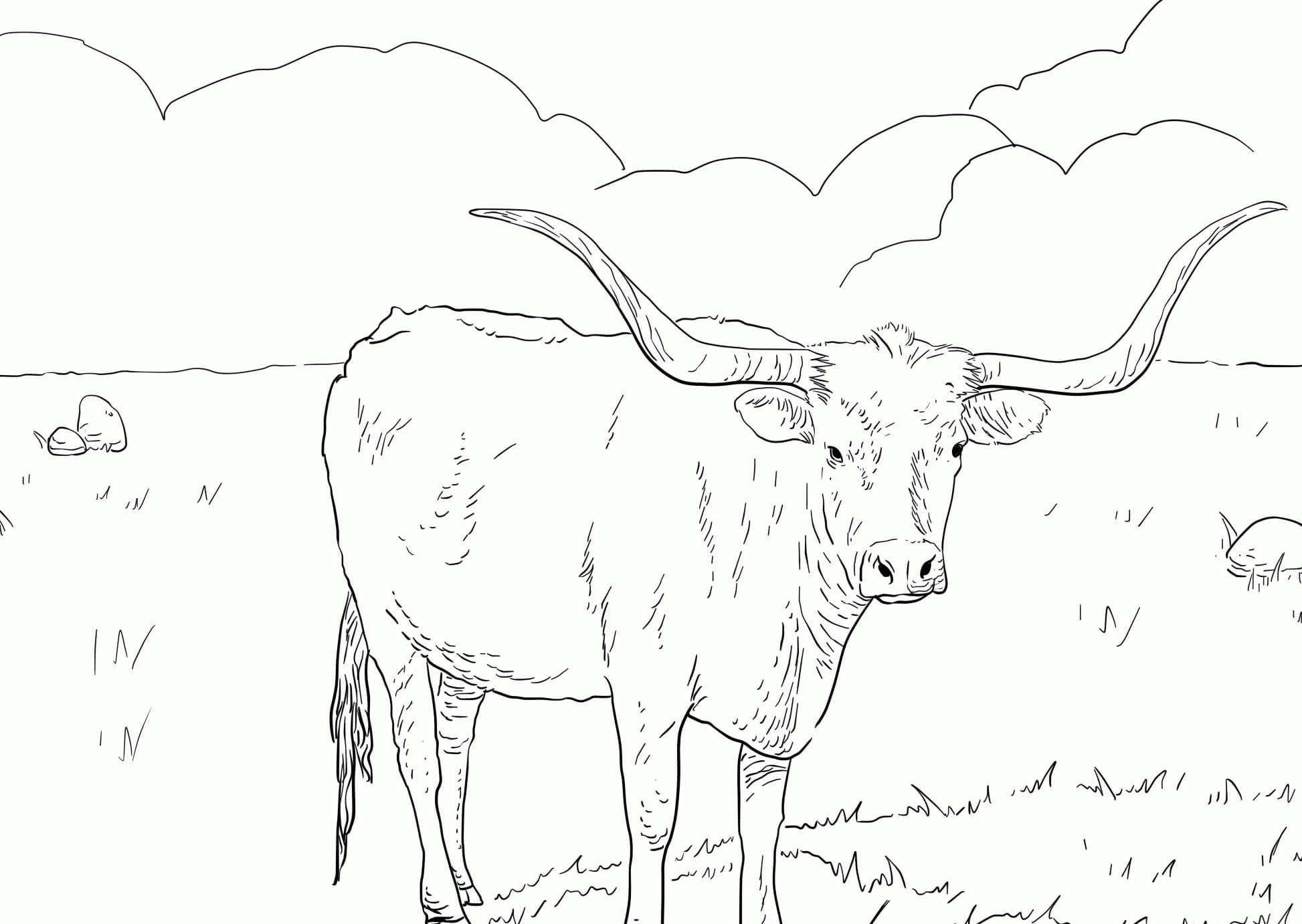 Texas Longhorn Coloring Page - Coloring Home