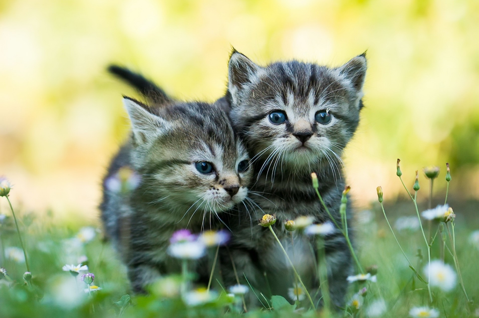 schöne hintergrundbilder katzen