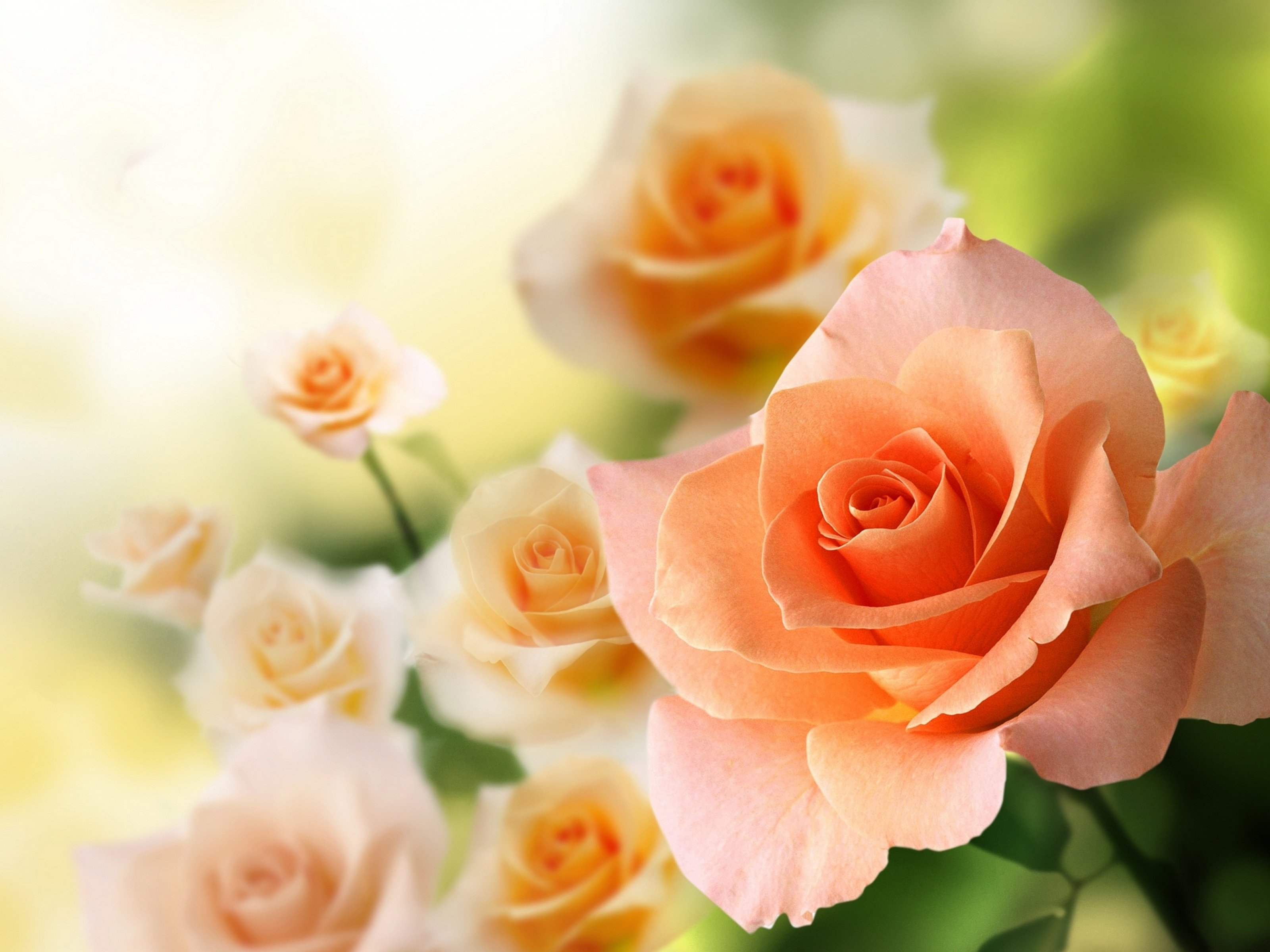 rose, Flowers, Flower, Roses, Bokeh, Landscape, Nature, Garden