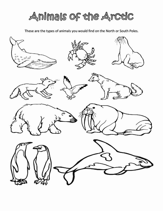 arctic animal coloring page