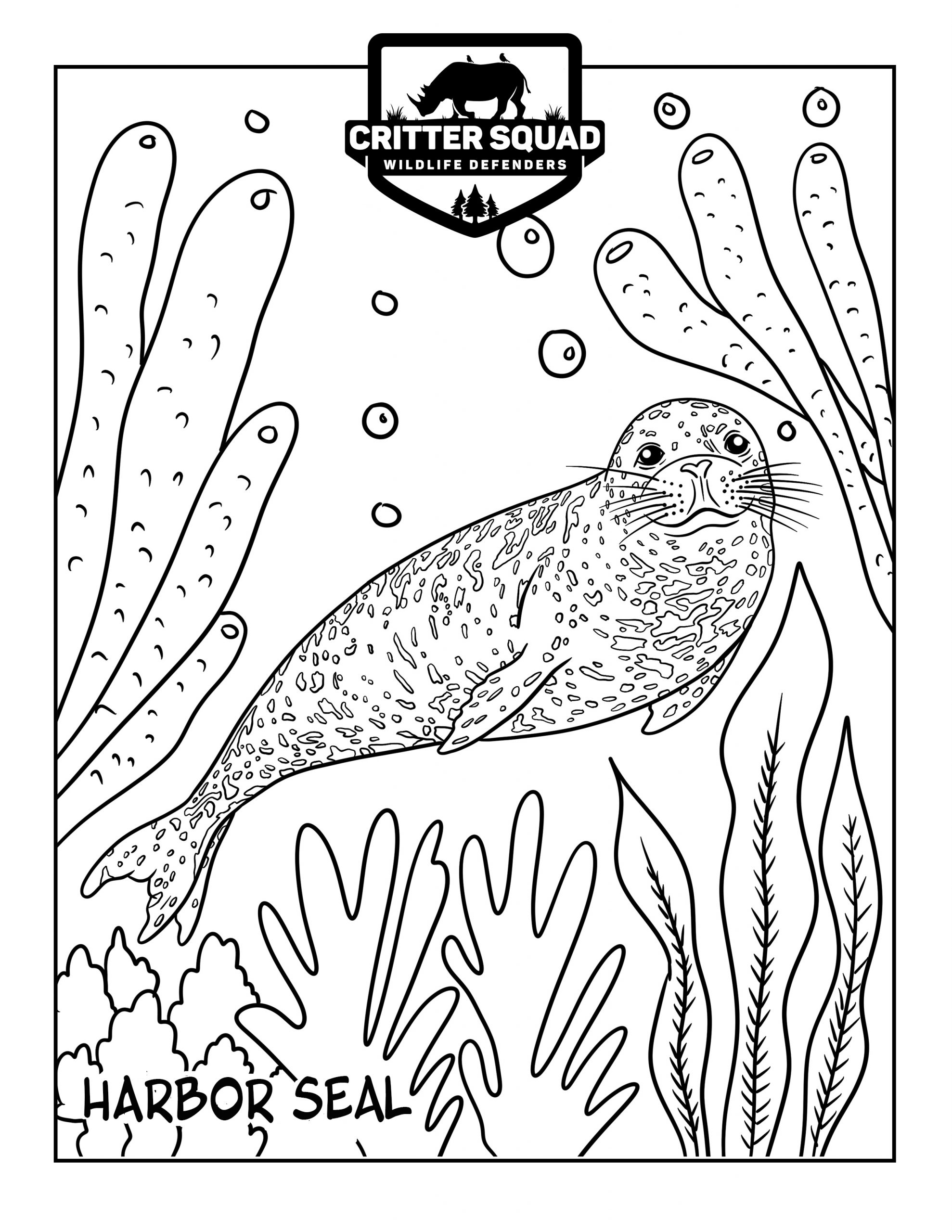 coloring pages of seals