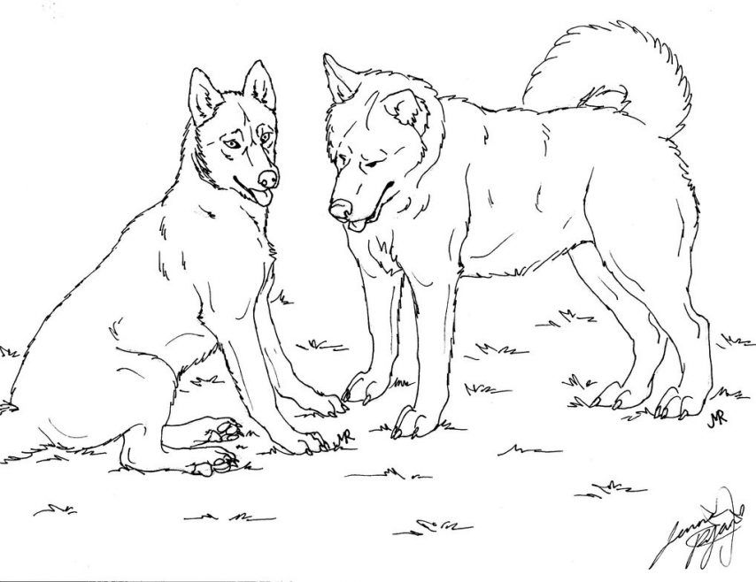 siberian husky coloring pages