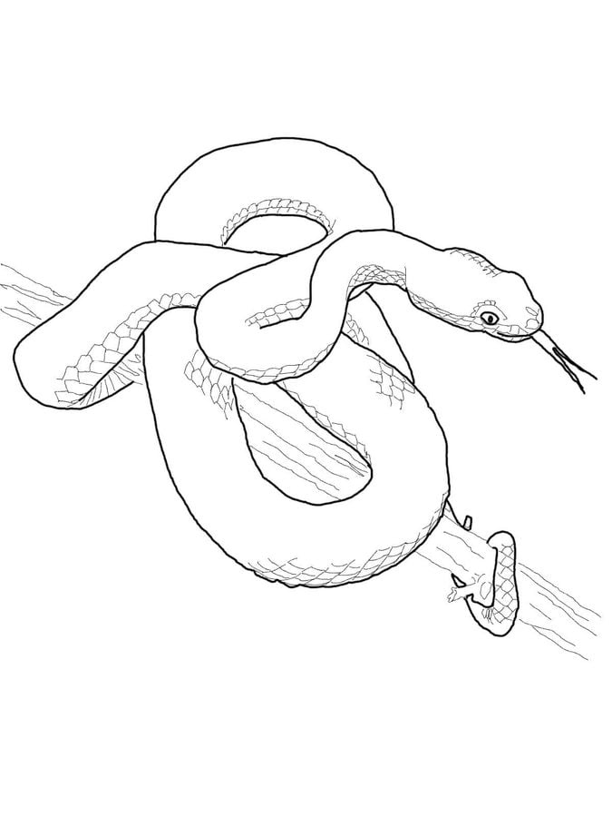 viper coloring page