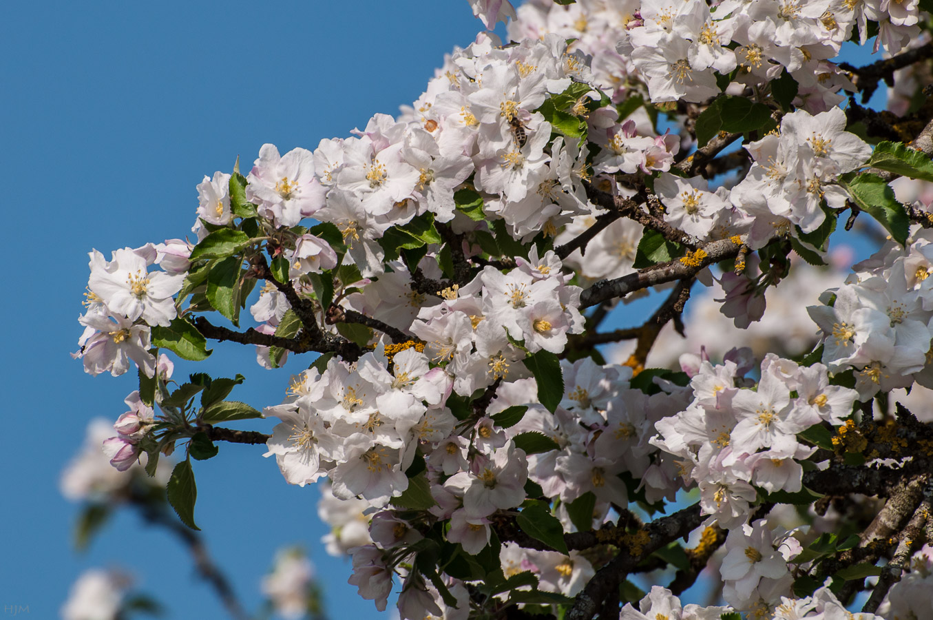 Blühender Apfelbaum Foto & Bild | pflanzen, pilze & flechten, bäume