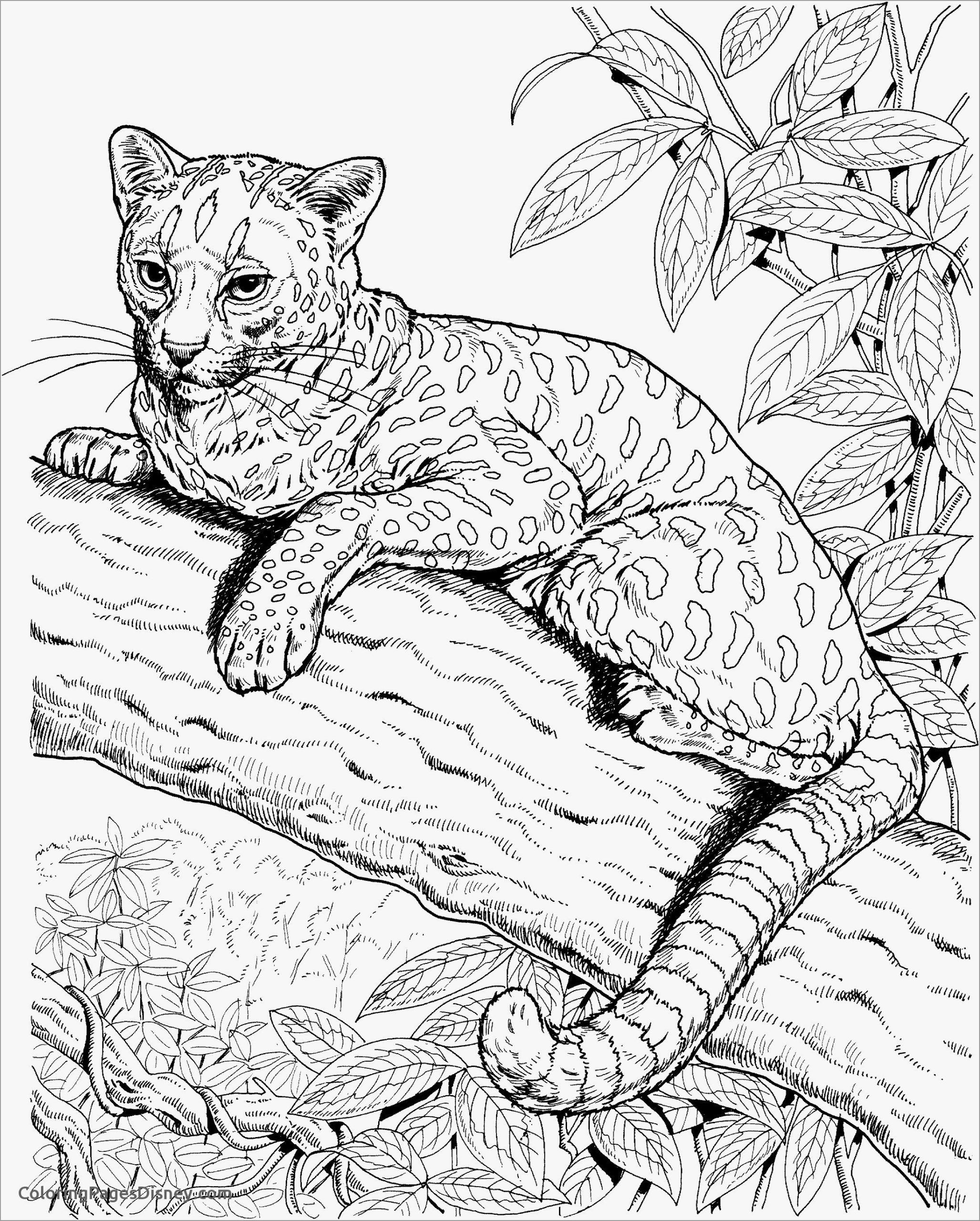 Realistic Cat Coloring Pages Coloring Book Realistic Cheetah Coloring