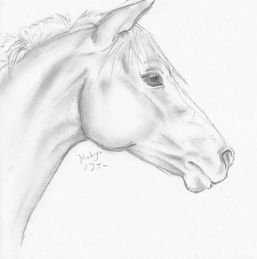 Horses | Horse drawings, Horse head drawing, Horse pencil drawing