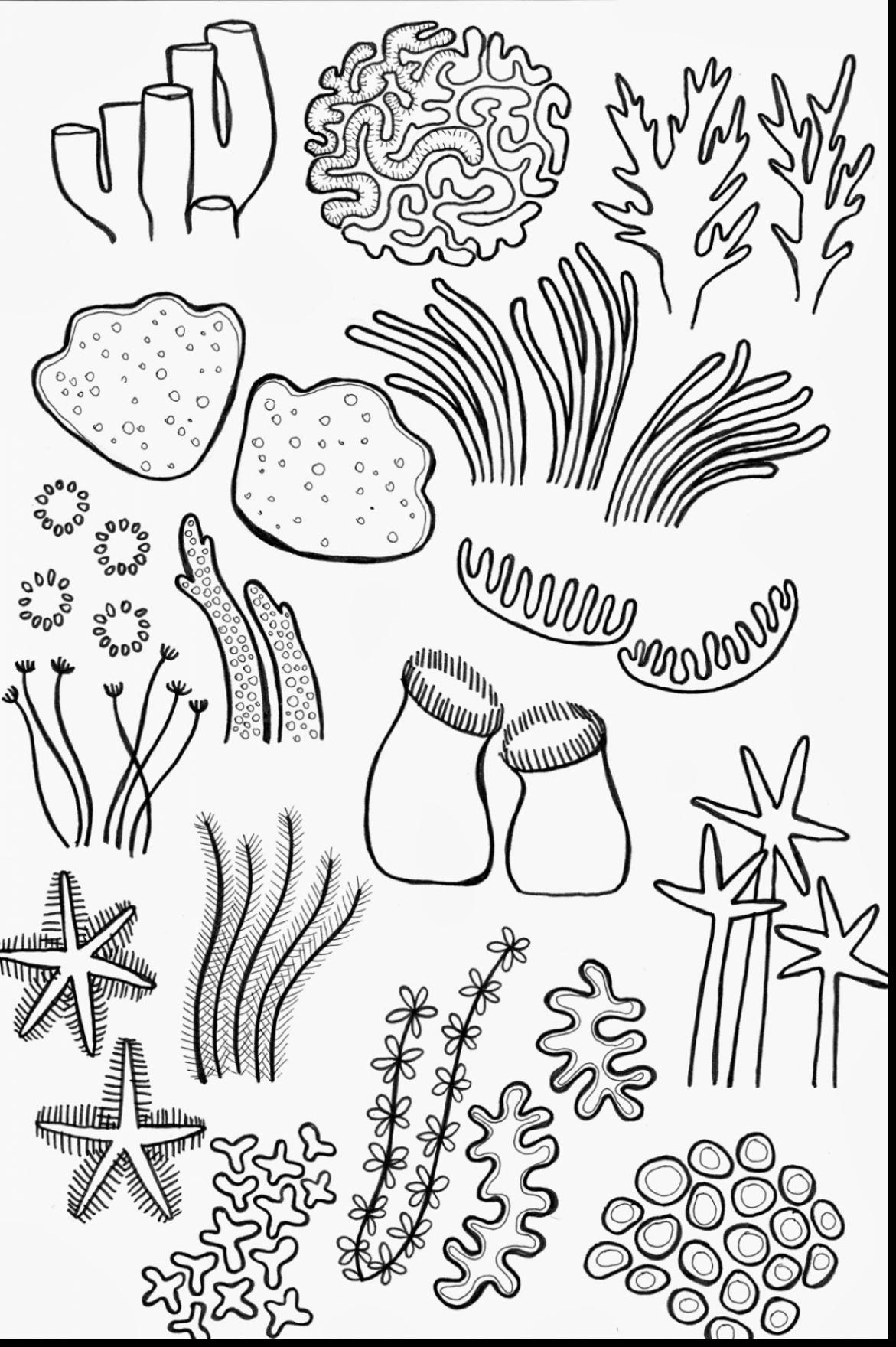 great barrier reef coloring page