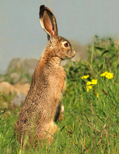 bilder mit hasen