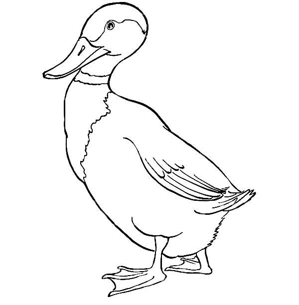 mallard duck coloring pages