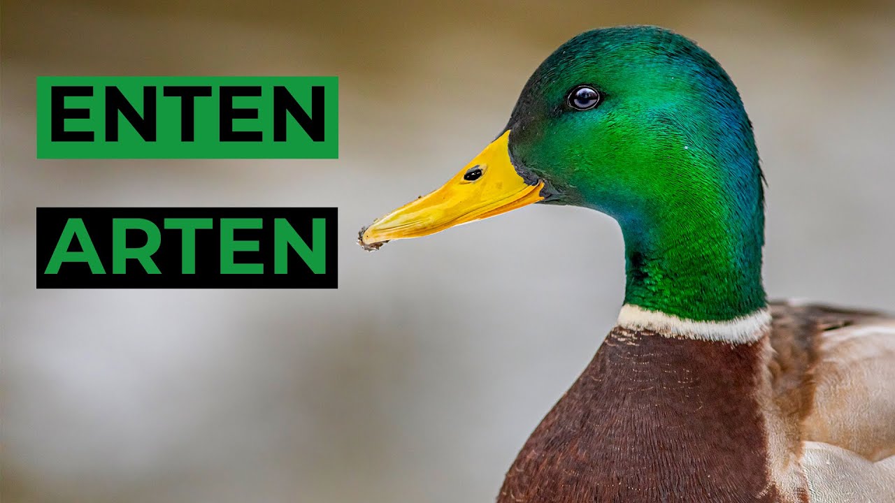 fressen enten fisch