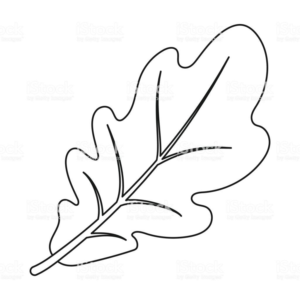 Oak Leaf Drawing Template | Free download on ClipArtMag