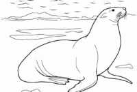 sea lion coloring pages