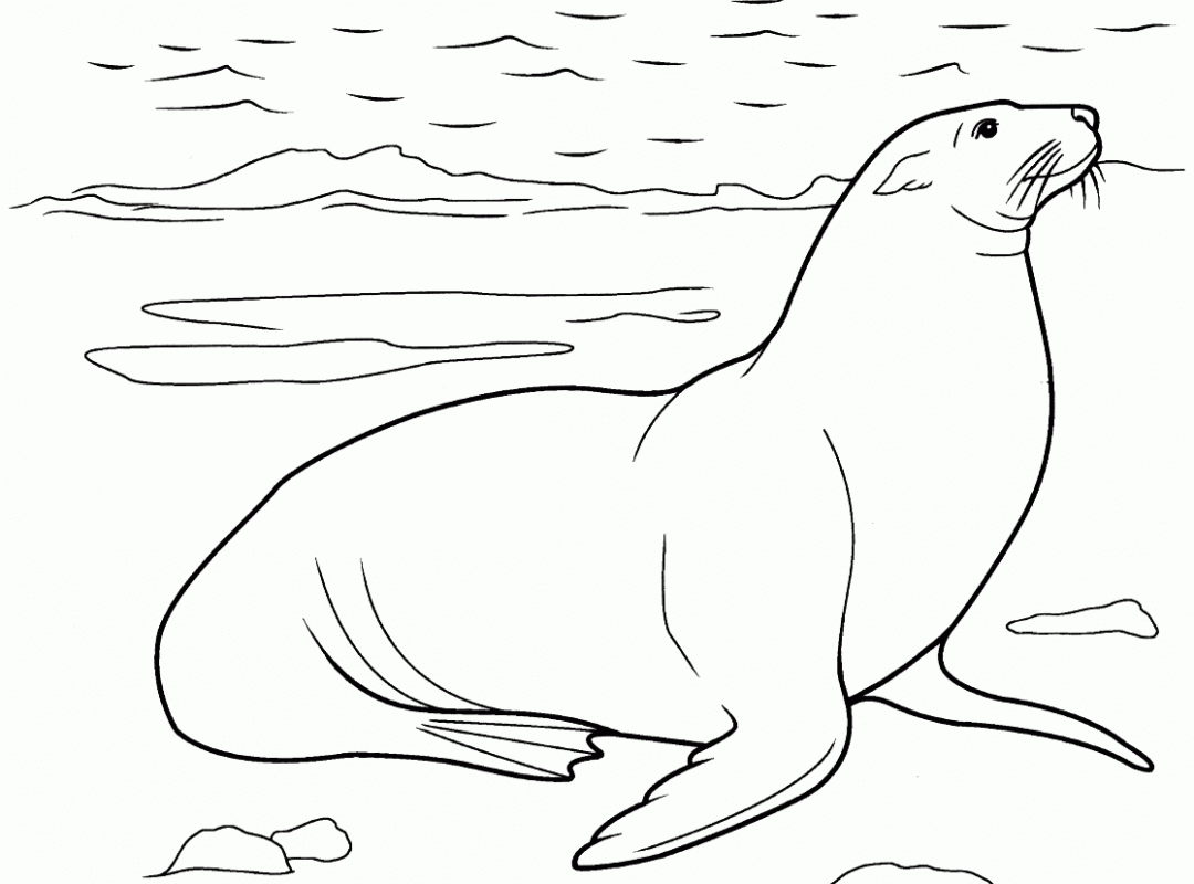 sea lion coloring pages