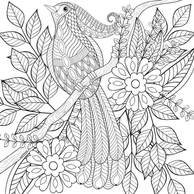 tropical bird coloring pages