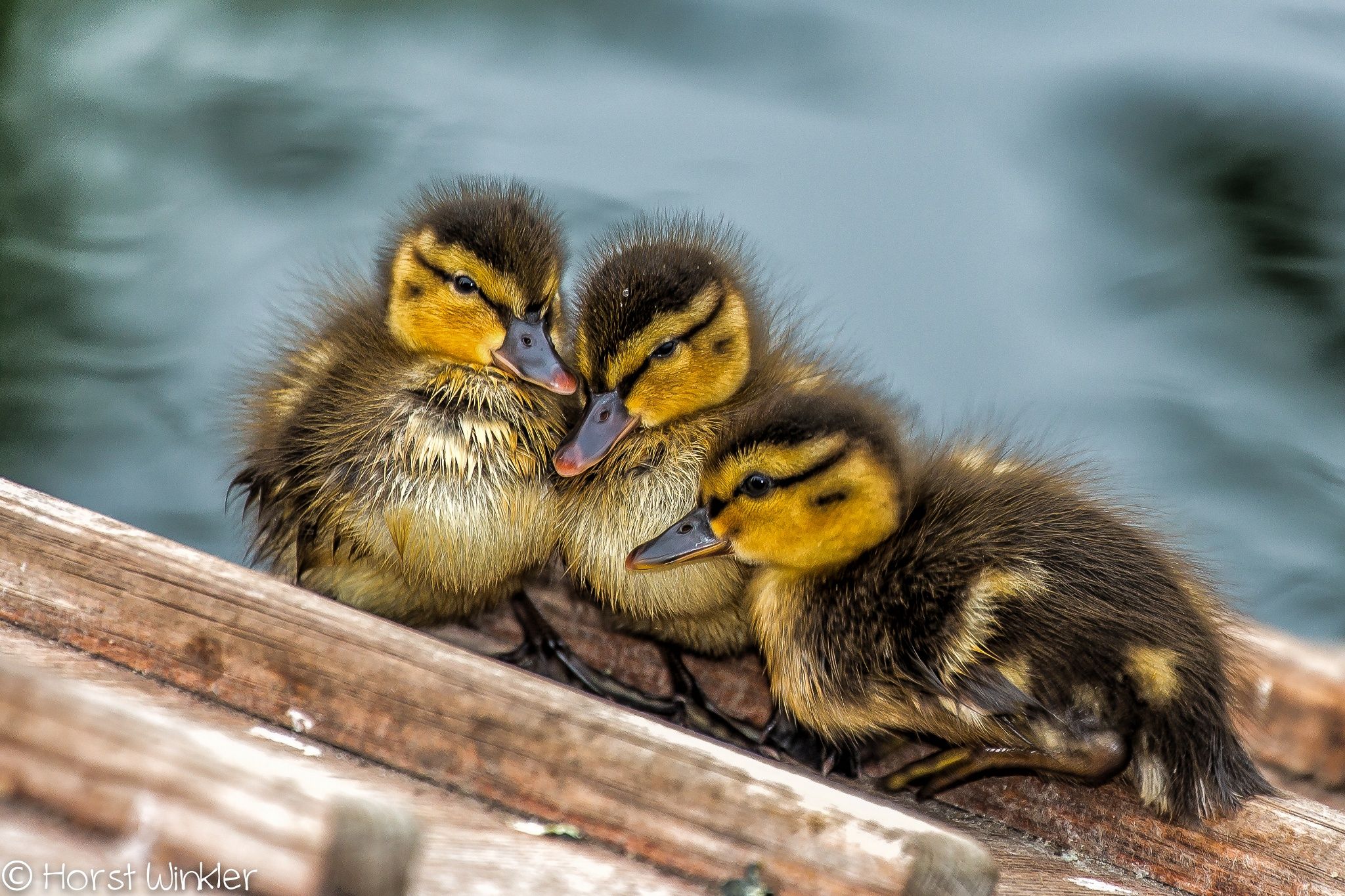 süße enten babys