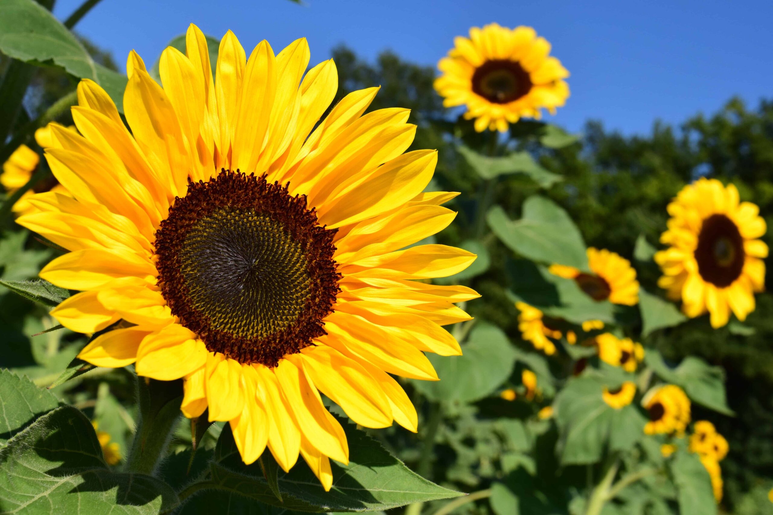 sonnenblume bild kostenlos