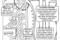 body systems coloring pages