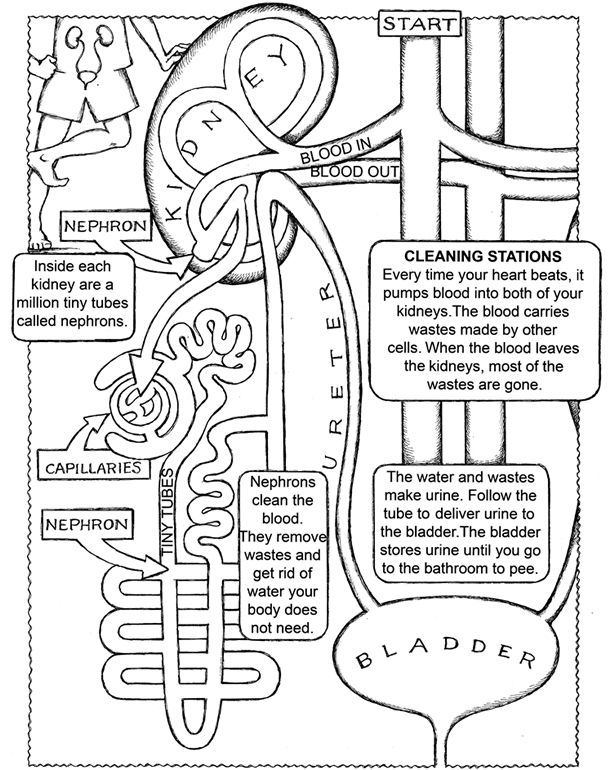 body systems coloring pages