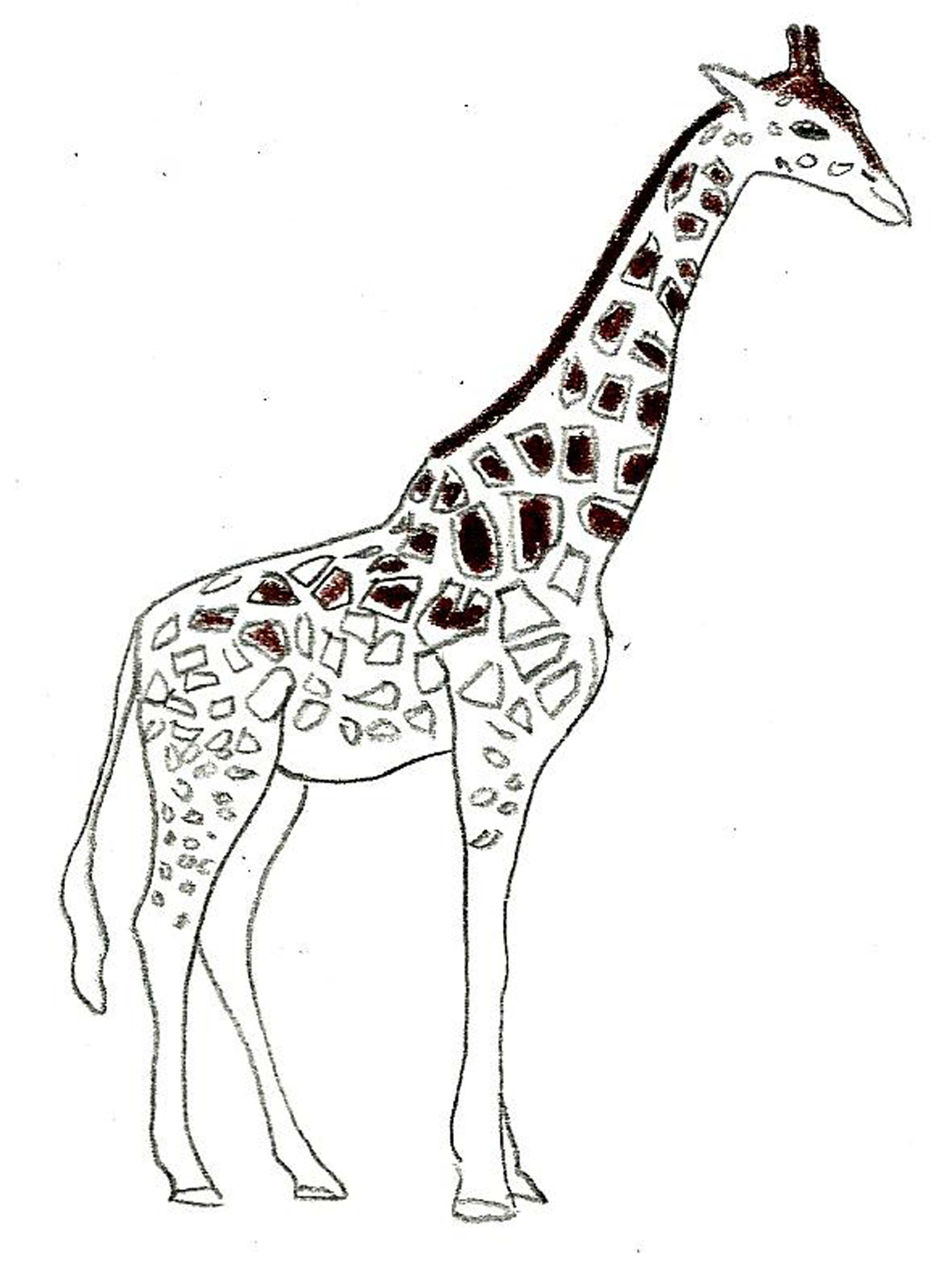 Comment dessiner une girafe: 8 étapes (avec des photos)