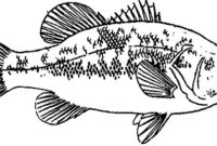 bass fish coloring page