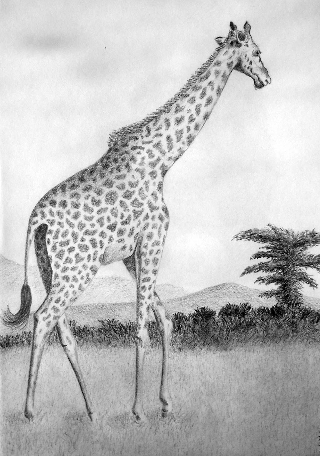 giraffe zeichnung