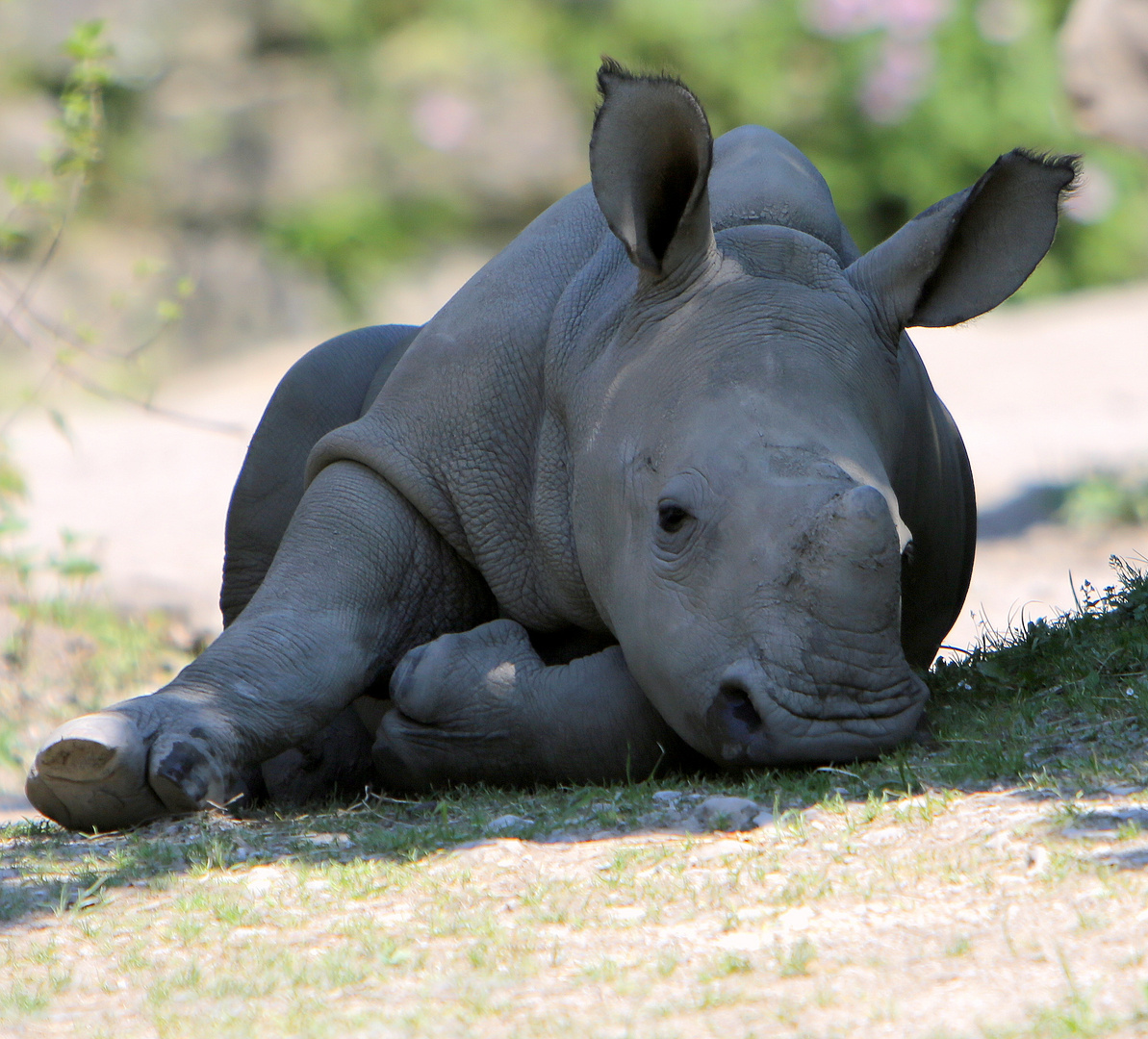 Breitmaul-Nashorn Baby Foto & Bild | tiere, zoo, wildpark & falknerei