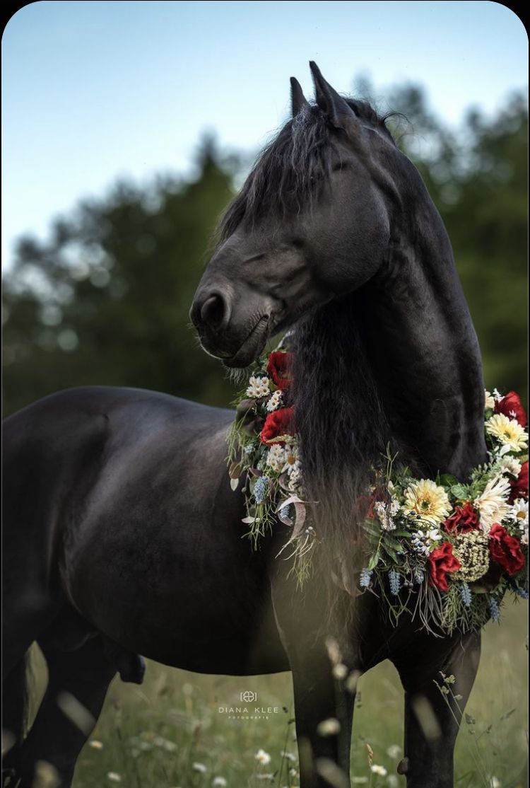 Friesian | Horse pictures, Horse photos, Horses