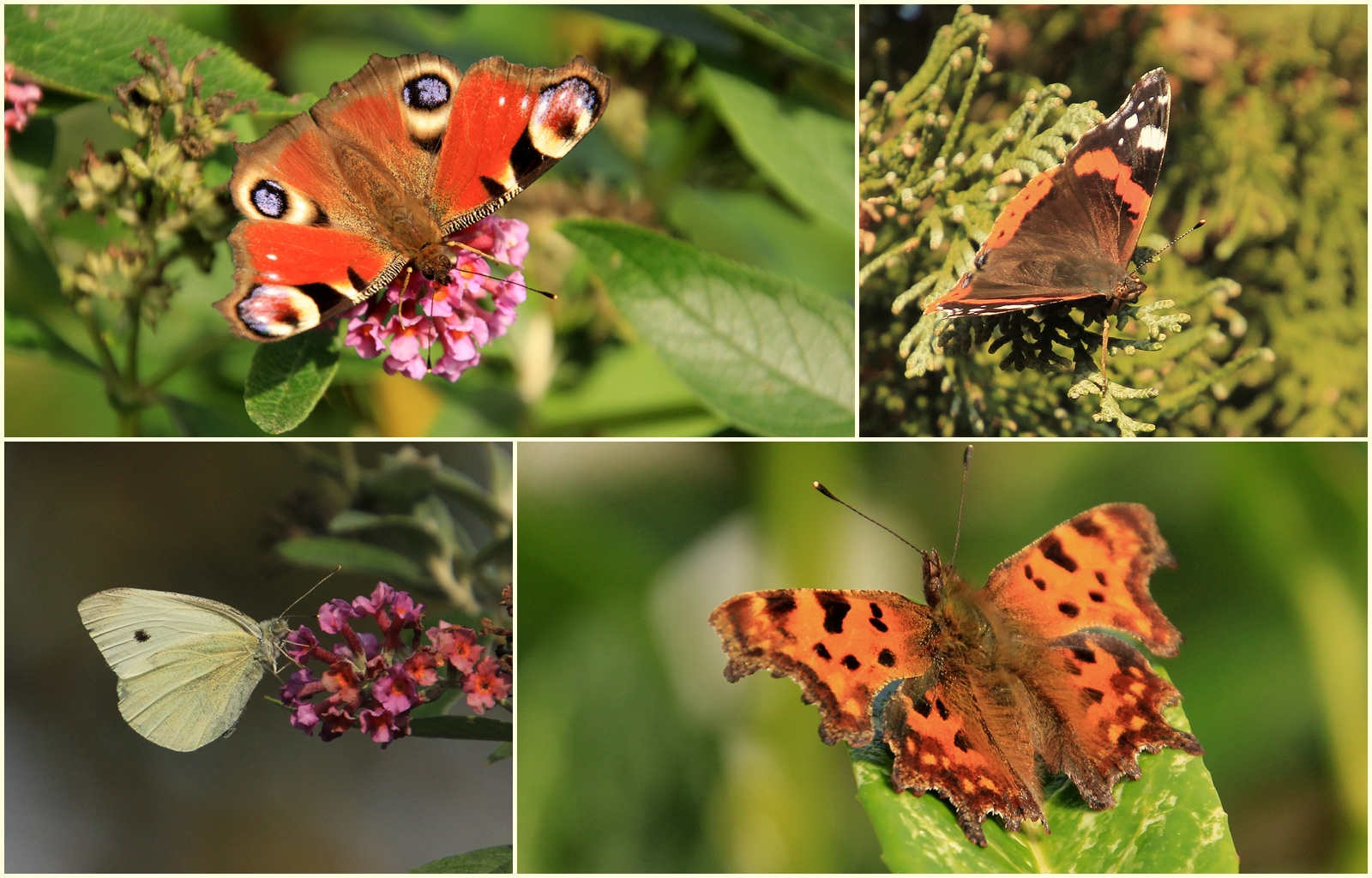 Diese Schmetterlinge...... Foto & Bild | natur, insekten, tiere Bilder