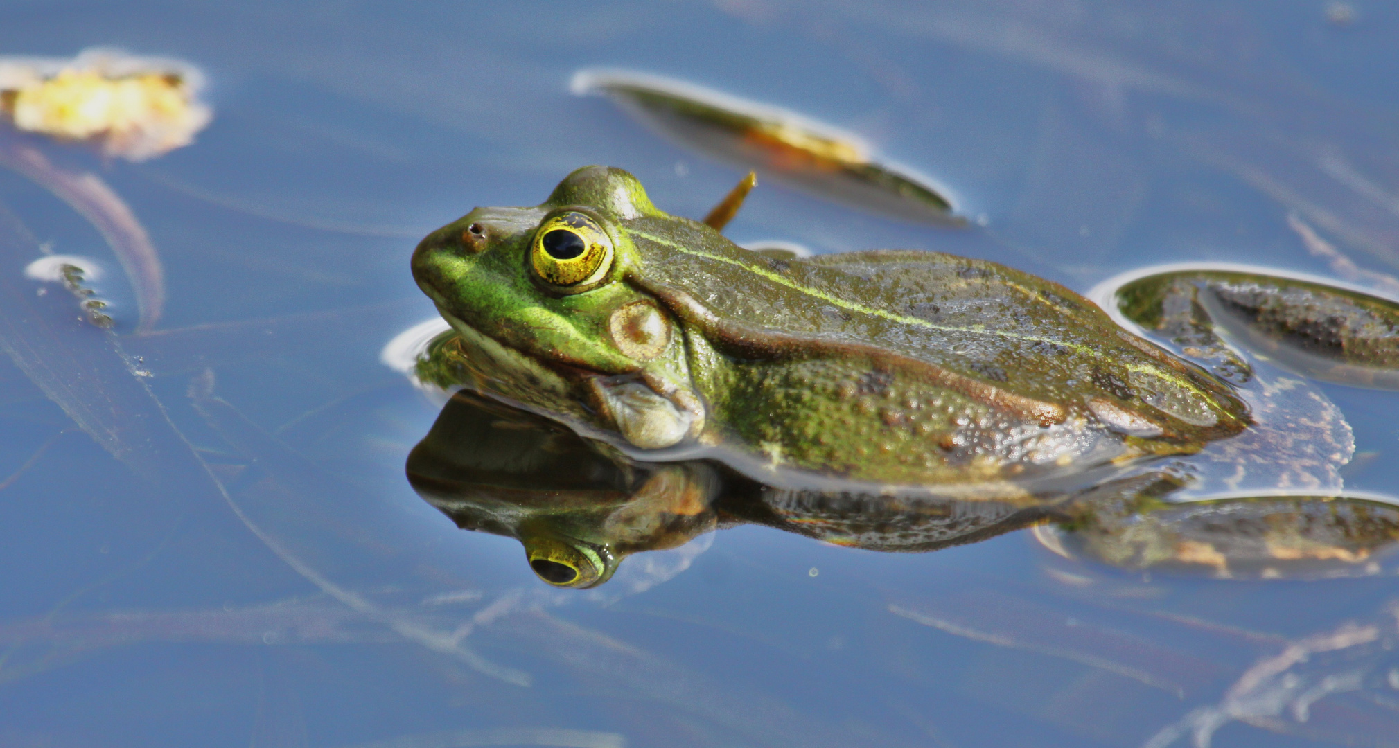 frosch bild kostenlos