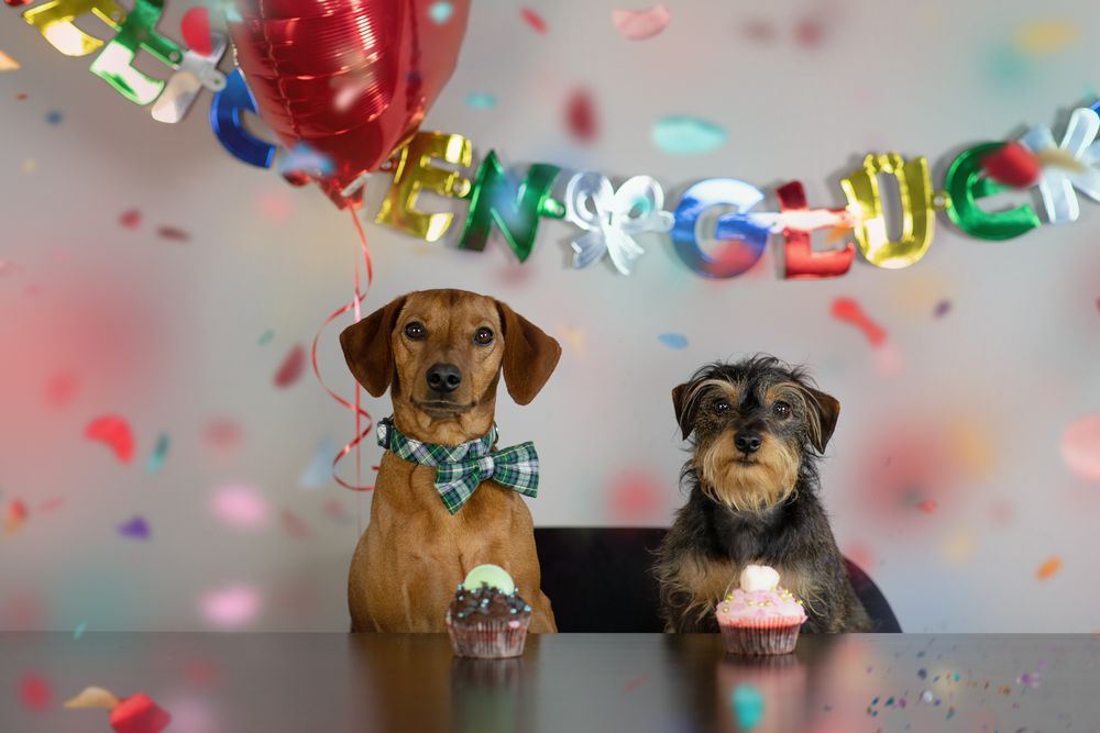 bilder geburtstag hunde