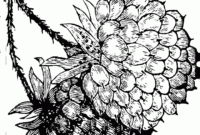 raspberry coloring pages