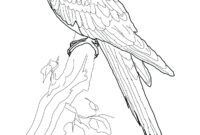 macaw coloring pages