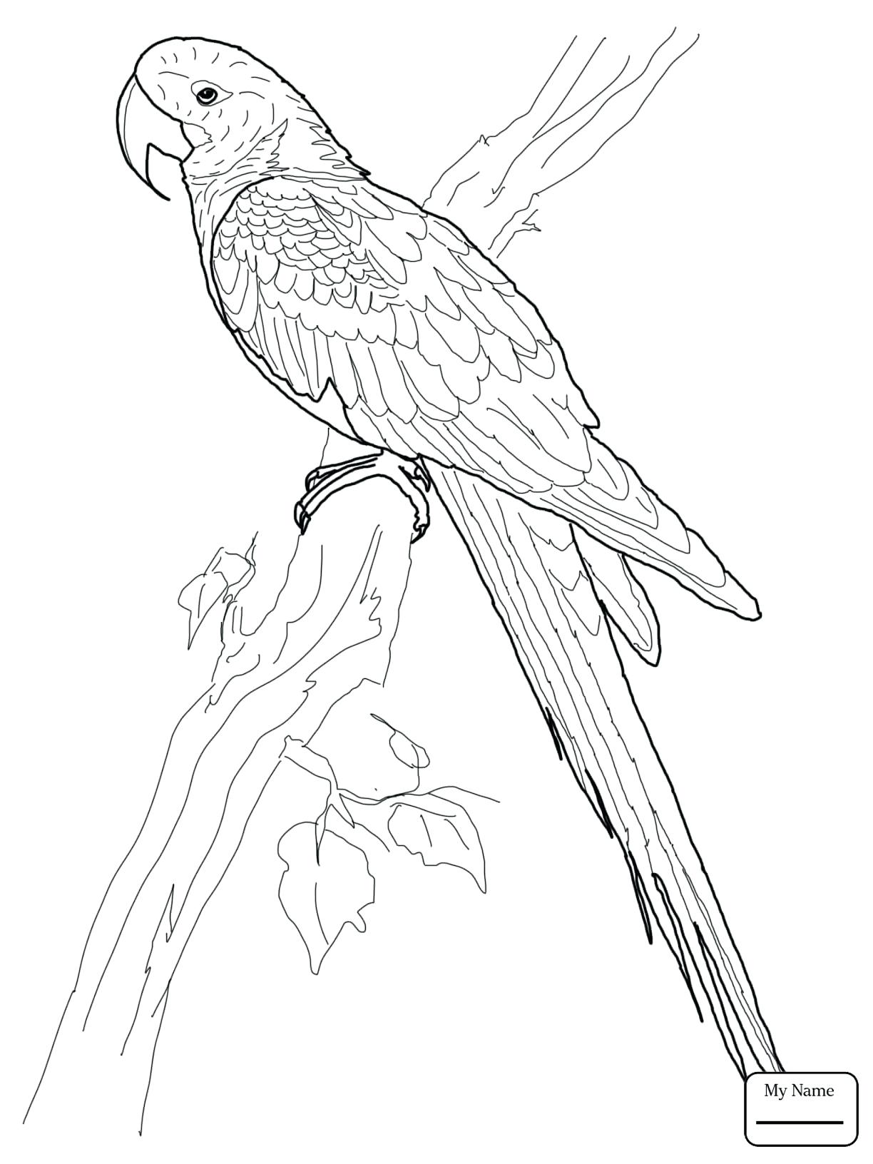 macaw coloring pages