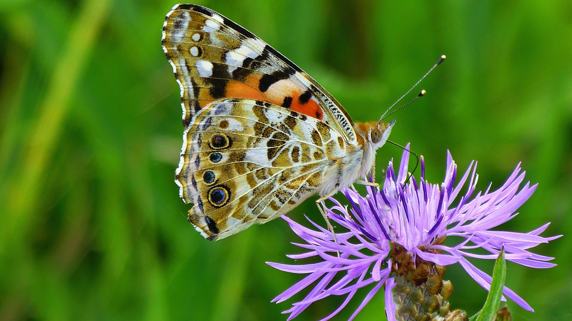 bild von schmetterling