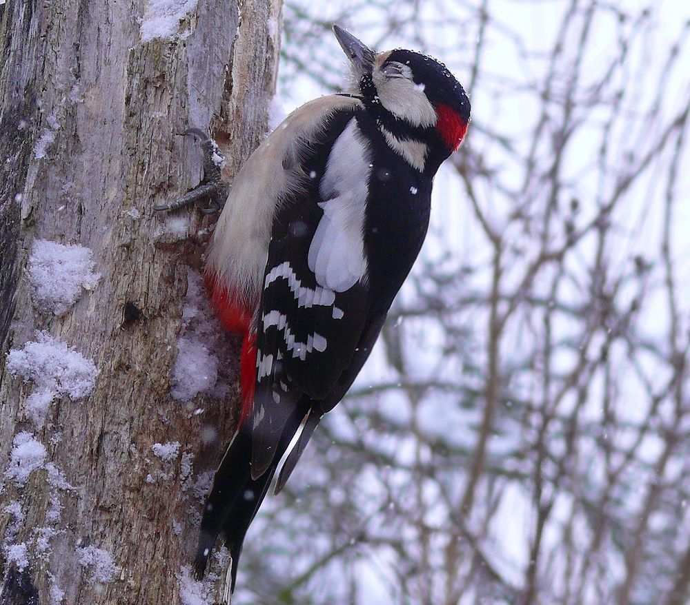 vögel bilder kostenlos