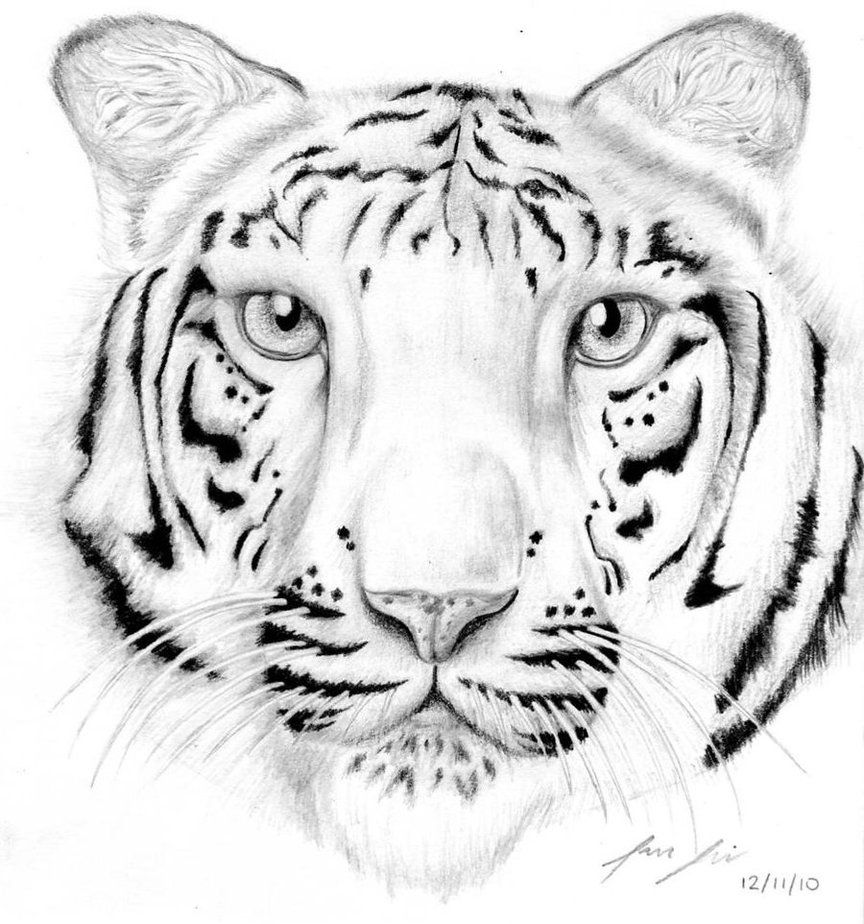 white tiger coloring page