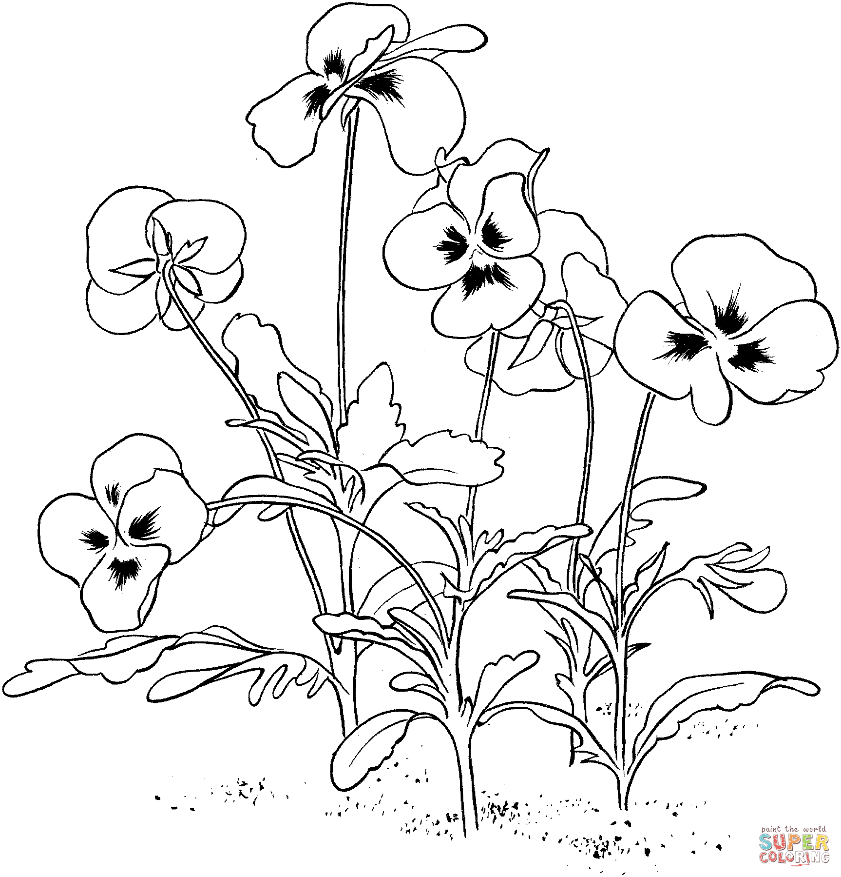 pansy coloring page