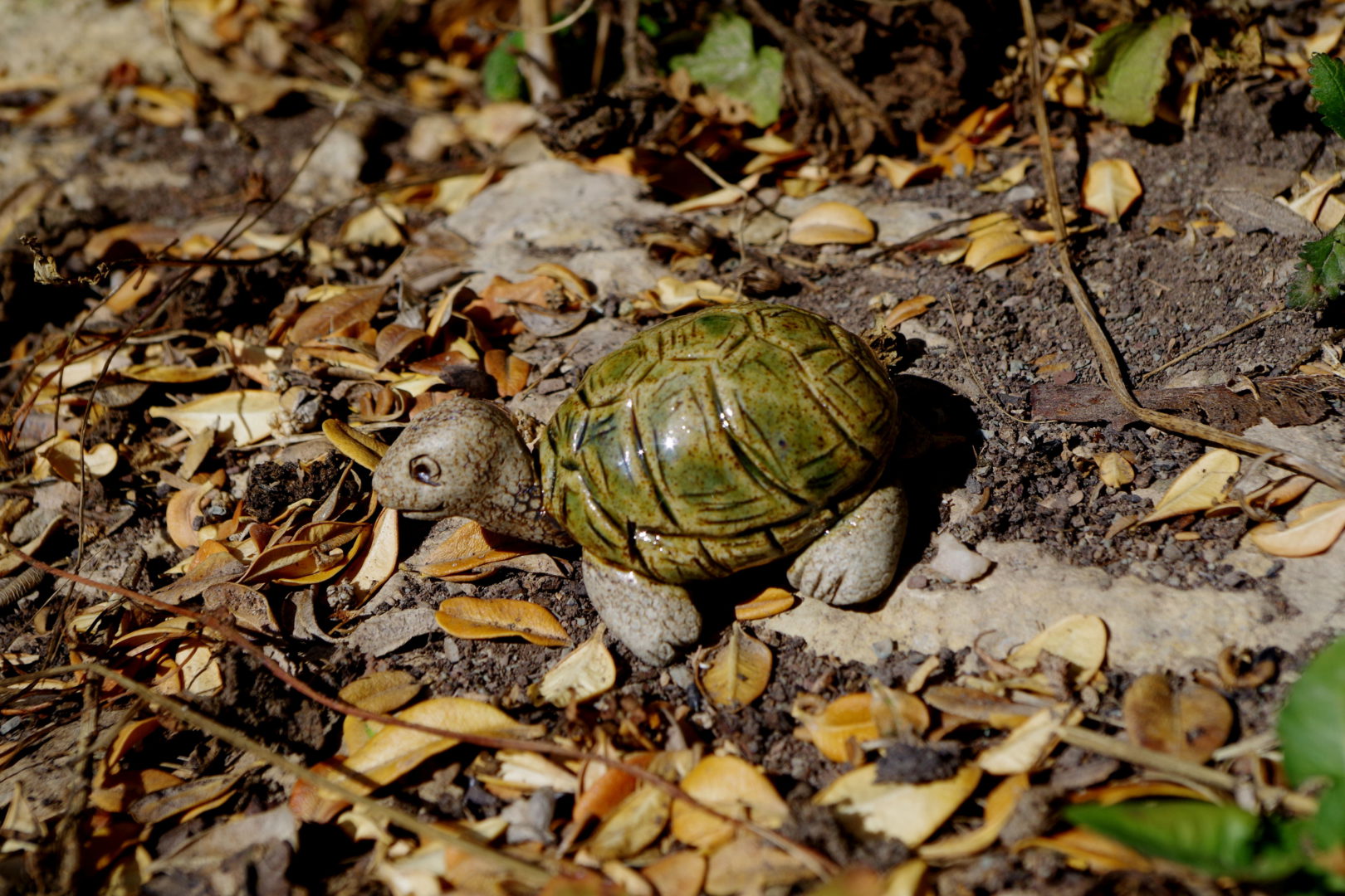 mini schildkröte als haustier