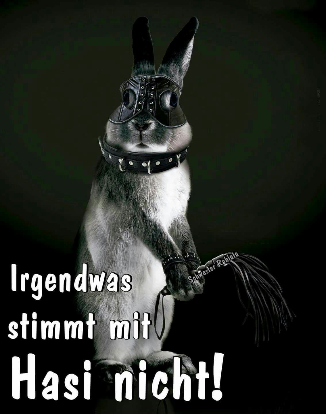 Irgendwas stimmt mit Hasi nicht | Ostern lustig, Lustige sprüche bilder