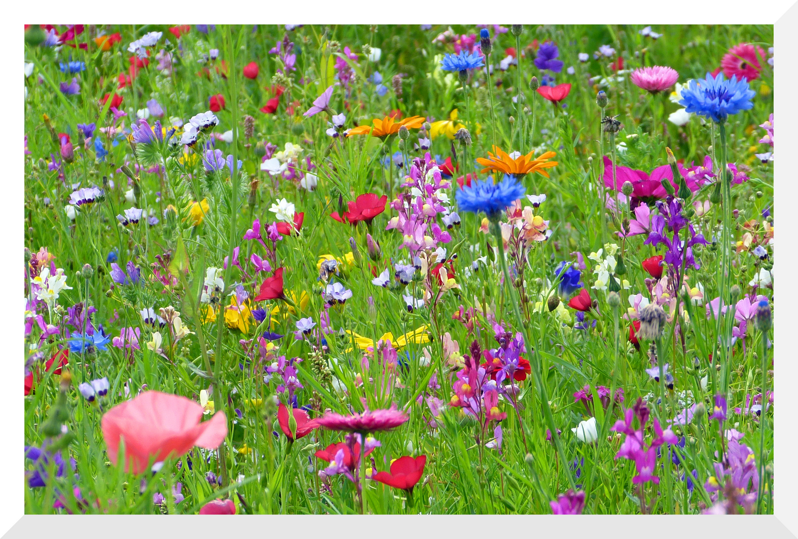 blumenwiese bild kostenlos