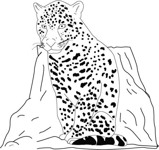 Jaguar Color Page Coloring Jaguar Pages Realistic Cheetah Animals ...