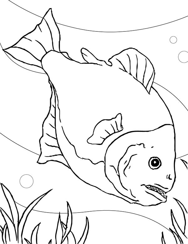 piranha coloring page